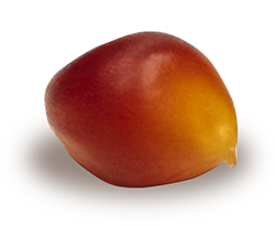 seme_mais_spinato_01