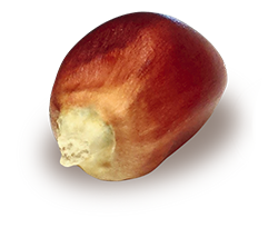 seme_mais_spinato_02