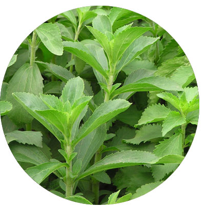 LA STEVIA UN DOLCIFICANTE NATURALE A ZERO CALORIE